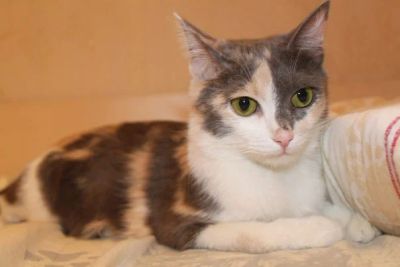 Лот: 3913985. Фото: 1. Молодая воспитанная кошечка. Кошки, котята