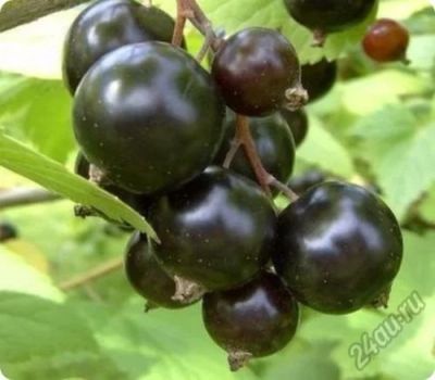 Лот: 5854741. Фото: 1. Черная смородина . Возможна доставка... Ягоды, орехи