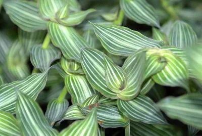 Лот: 11929515. Фото: 1. Традесканция Callisia elegans... Горшечные растения и комнатные цветы