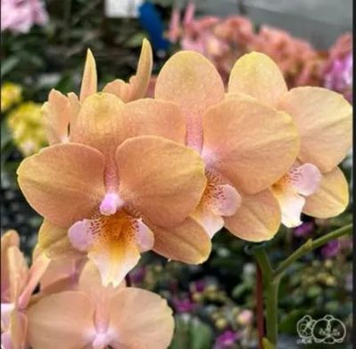 Лот: 25082813. Фото: 1. Орхидея фаленопсис Walle, азиатка... Горшечные растения и комнатные цветы