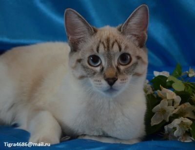 Лот: 4159499. Фото: 1. Стефани. Кошки, котята