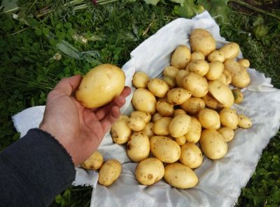 Лот: 2033075. Фото: 1. Диетический свежий картофель картошка... Картофель