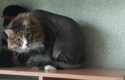 Лот: 5461120. Фото: 1. Стрижка кошек!. Кошки, котята