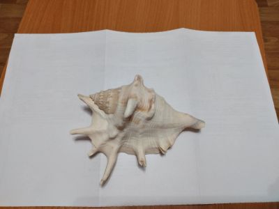 Лот: 16930290. Фото: 1. Ракушка 2. Грунты, украшения, наполнения