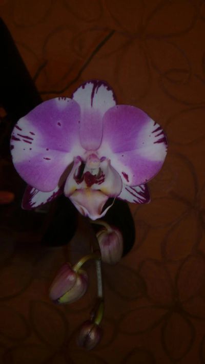 Лот: 8829326. Фото: 1. орхидея фаленопсис (Phalaenopsis... Горшечные растения и комнатные цветы