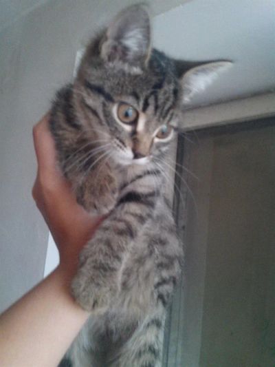 Лот: 3335329. Фото: 1. Подарю котенка. Кошки, котята