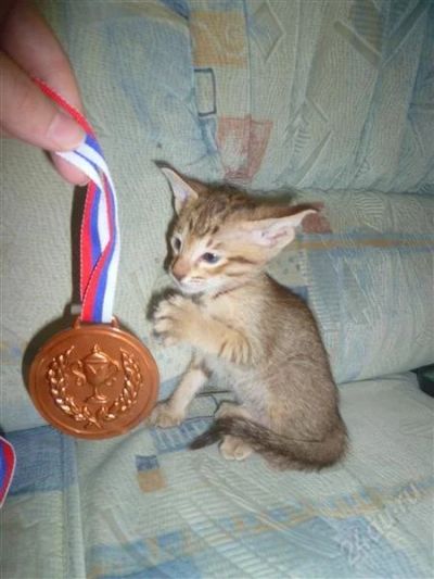 Лот: 2456518. Фото: 1. котёнок (тойгер+ориентал). Кошки, котята
