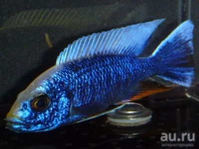 Лот: 8869819. Фото: 1. Сцеанохромис Фраери (Sciaenochromis... Рыбки