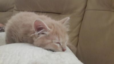 Лот: 8642410. Фото: 1. котята котики рыжики мурчат как... Кошки, котята
