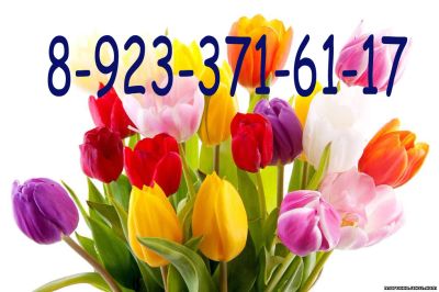 Лот: 7021472. Фото: 1. Тюльпаны. Подарки на 8 марта