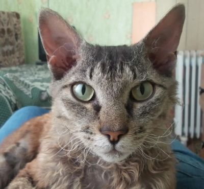 Лот: 4580126. Фото: 1. Великолепный кот. Кошки, котята