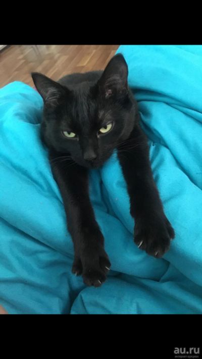 Лот: 13477930. Фото: 1. Котик. Кошки, котята
