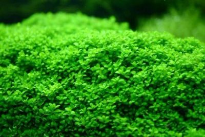 Лот: 10894725. Фото: 1. Хемиантус куба (Hemianthus callitrichoides... Водные растения