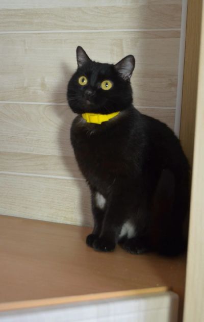 Лот: 17151137. Фото: 1. Микс кошечка стерильная. Кошки, котята