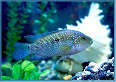 Лот: 511049. Фото: 1. Цихлида Cichlasoma octofasciatum... Рыбки