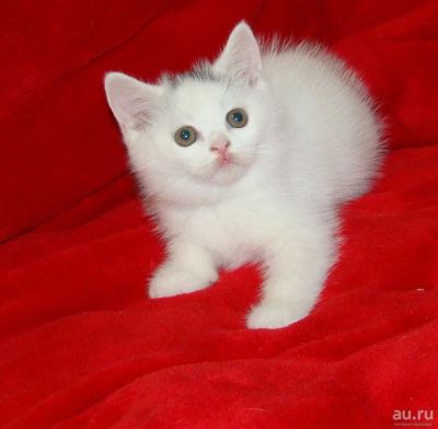 Лот: 14919556. Фото: 1. Шотландский страйт редчайшего... Кошки, котята