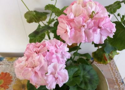 Лот: 16306491. Фото: 1. Пеларгония Принцесса Абигаль... Горшечные растения и комнатные цветы