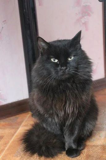 Лот: 7579334. Фото: 1. Шикарный кот в добрые и ответственные... Кошки, котята