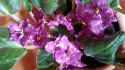 Лот: 10447329. Фото: 1. цветок Фиалка . Фиолетовая с пятнышками... Горшечные растения и комнатные цветы