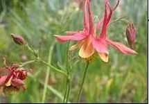 Лот: 5471653. Фото: 1. Аквилегия. Садовые цветы