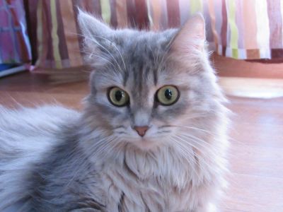 Лот: 6012719. Фото: 1. Кошечка Аська. Кошки, котята