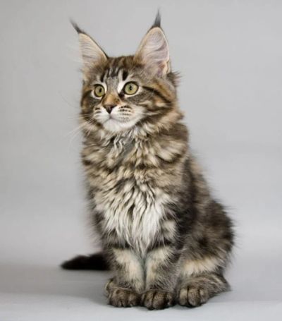Лот: 4596883. Фото: 1. Продам котенка Мей Куна. Кошки, котята
