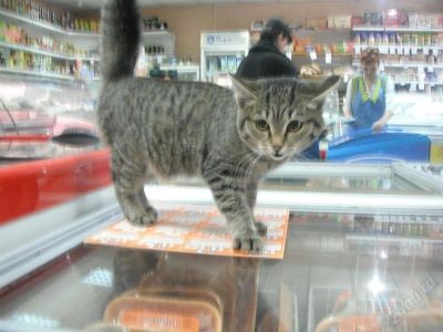 Лот: 1310962. Фото: 1. Чудесный котенок, около 3-х месяцев... Кошки, котята