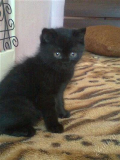 Лот: 2132058. Фото: 1. отдадим черную кошечку в хорошие... Кошки, котята