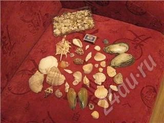 Лот: 273814. Фото: 1. Ракушки в аквариум. Другое (аквариумистика)