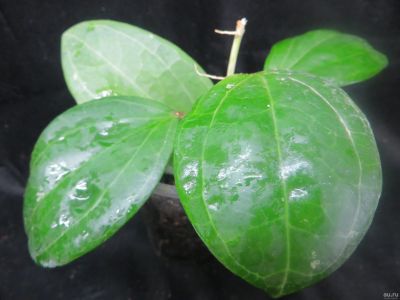 Лот: 13555647. Фото: 1. Хойя Hoya latifolia. Горшечные растения и комнатные цветы