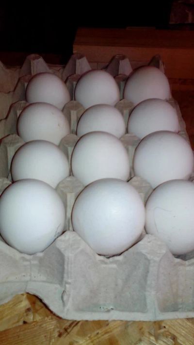 Лот: 7182002. Фото: 1. Яйцо инкубационное Леггорн. Птицы