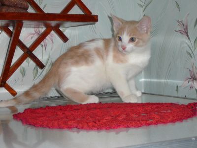 Лот: 11033689. Фото: 1. маменькин сынок. Кошки, котята