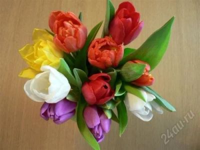 Лот: 1606943. Фото: 1. Высококачественные голландские... Разное