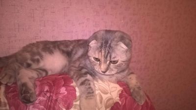 Лот: 6786941. Фото: 1. шотланка срочно!!!!!. Кошки, котята