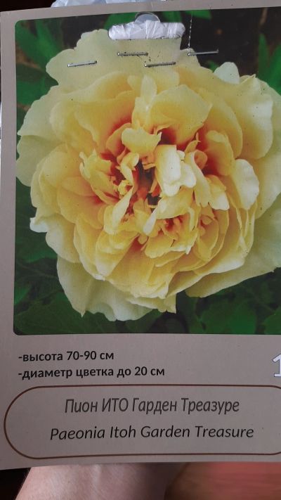 Лот: 18877968. Фото: 1. пион Ярко-желтый ИТО-пион Garden... Садовые цветы