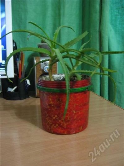 Лот: 574915. Фото: 1. Алоэ!!! =)=)=). Горшечные растения и комнатные цветы