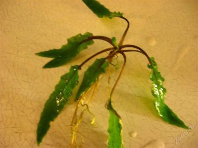 Лот: 2190626. Фото: 1. Криптокорина родственная Cryptocoryne... Водные растения