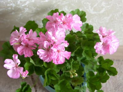 Лот: 4454670. Фото: 1. Пеларгония Jackpot Wild Rose... Горшечные растения и комнатные цветы