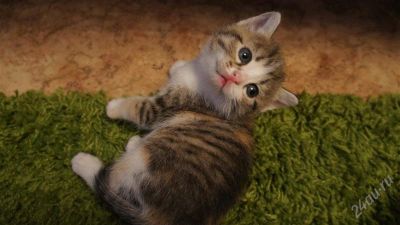 Лот: 2370265. Фото: 1. отдам хорошим людям хороших котят... Кошки, котята