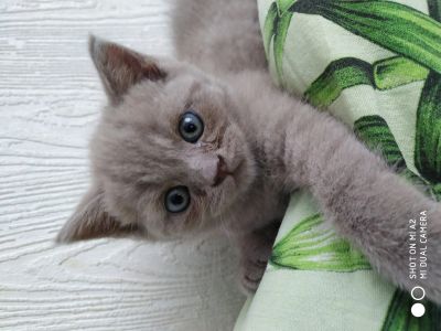 Лот: 13921553. Фото: 1. Шотландская девочка. Кошки, котята