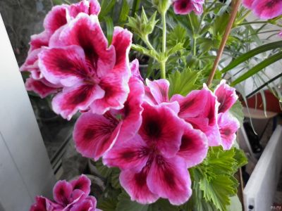 Лот: 15808291. Фото: 1. Королевская пеларгония розовая... Горшечные растения и комнатные цветы