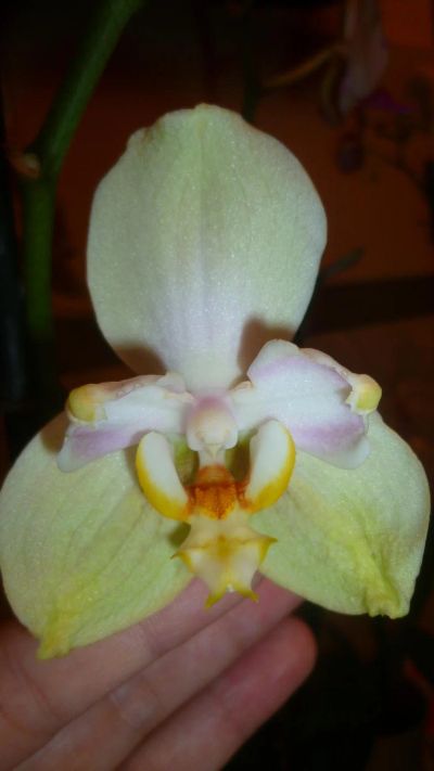 Лот: 6431213. Фото: 1. орхидея фаленопсис (желтая, отцветает... Горшечные растения и комнатные цветы