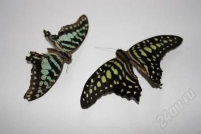 Лот: 738410. Фото: 1. Бабочка График. Другое (сувениры, подарки)