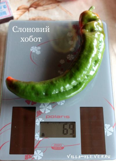 Лот: 9700580. Фото: 1. Рассада ПЕРЕЦ сладкий Слоновий... Овощи