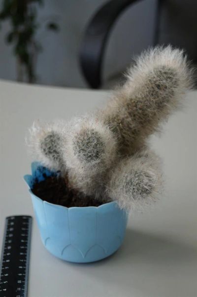 Лот: 3117191. Фото: 1. Кактусы - Коллекция - Mammillaria... Горшечные растения и комнатные цветы