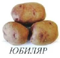 Лот: 4000616. Фото: 1. продам семенной картофель "юбиляр... Картофель