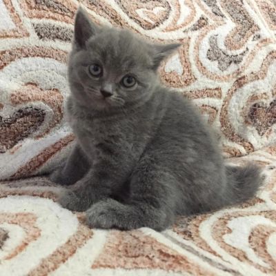 Лот: 11362049. Фото: 1. Британская Девочка. Кошки, котята
