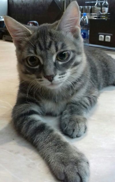 Лот: 11641661. Фото: 1. Отдам котенка в хорошие руки... Кошки, котята