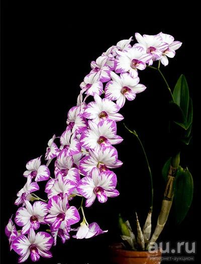 Лот: 13680382. Фото: 1. Орхидея dendrobium Enobi Purple... Горшечные растения и комнатные цветы