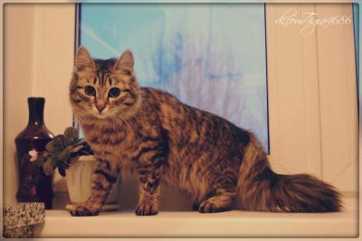Лот: 7640208. Фото: 1. кошка Ласка. Кошки, котята
